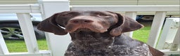 German Shorthaired Pointer dogs for stud: KC Registered German Short-haired Pointer for stud - Advert 5