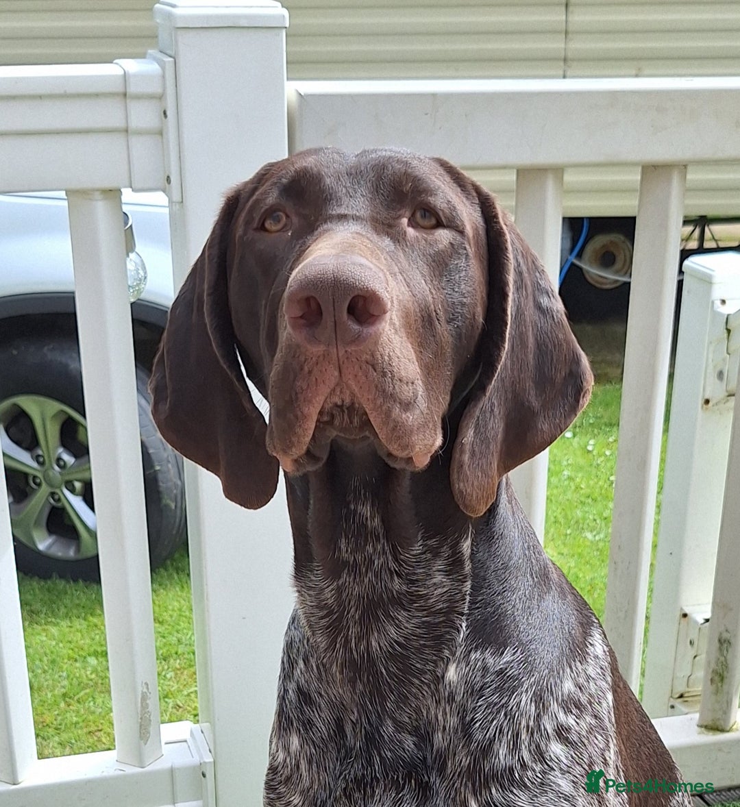 German Shorthaired Pointer dogs for stud: KC Registered German Short-haired Pointer for stud - Advert 5