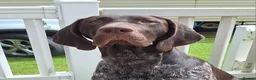 German Shorthaired Pointer dogs for stud: KC Registered German Short-haired Pointer for stud - Advert 5
