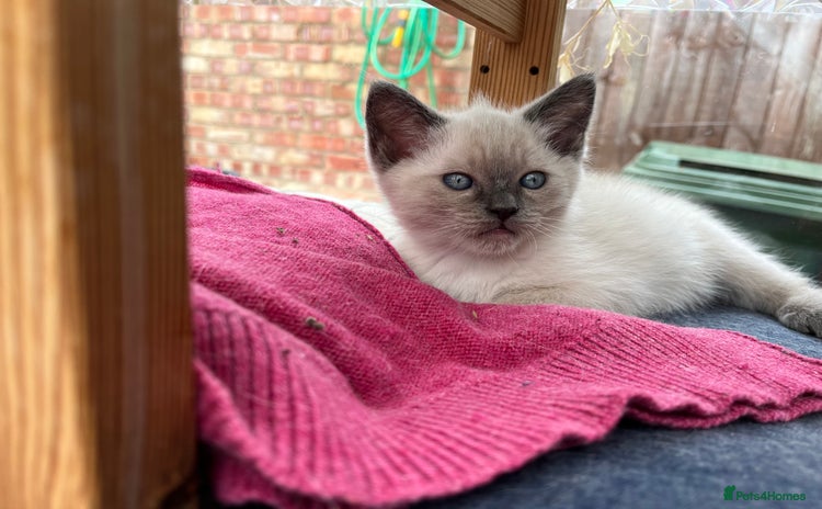 Ragdoll cats - Advert 4