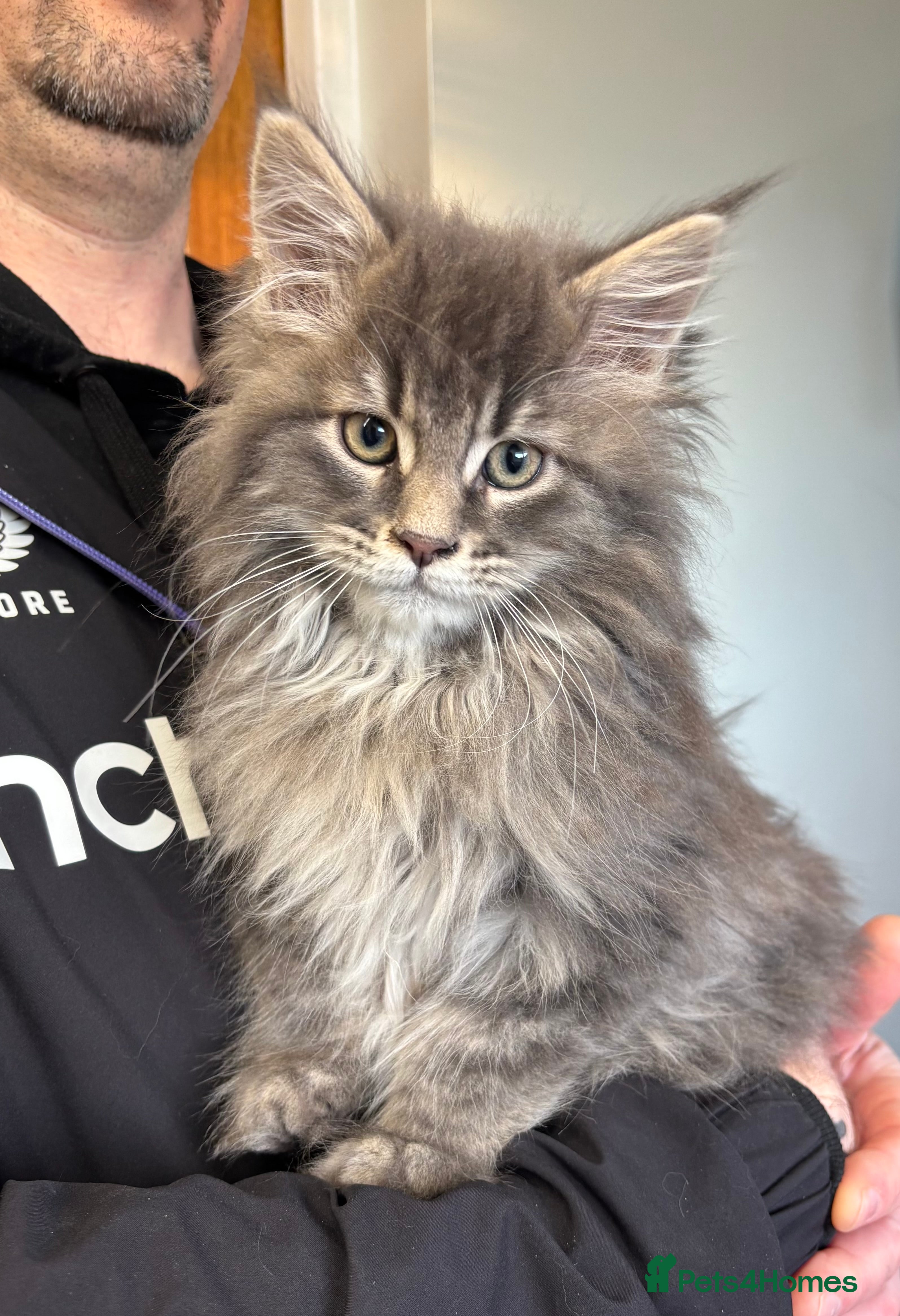 Maine Coon cats Stunning pedigree Maine coon kittens  - Advert 6