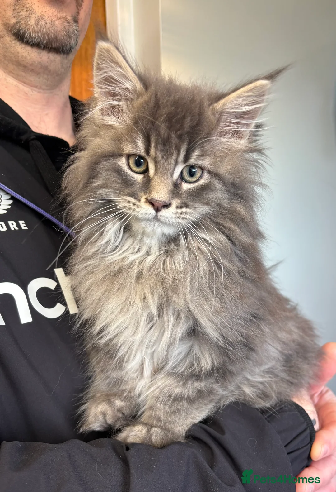 Maine Coon cats for sale: Stunning pedigree Maine coon kittens  - Advert 1
