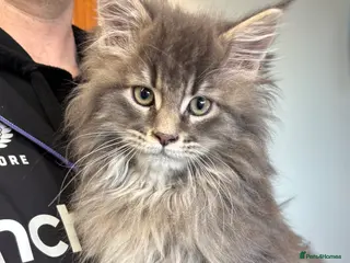 Maine Coon cats Stunning pedigree Maine coon kittens - Advert 6