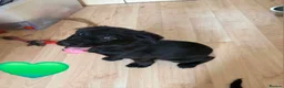 Sheprador dogs for sale: German Shepherd x Labrador pups - Advert 5