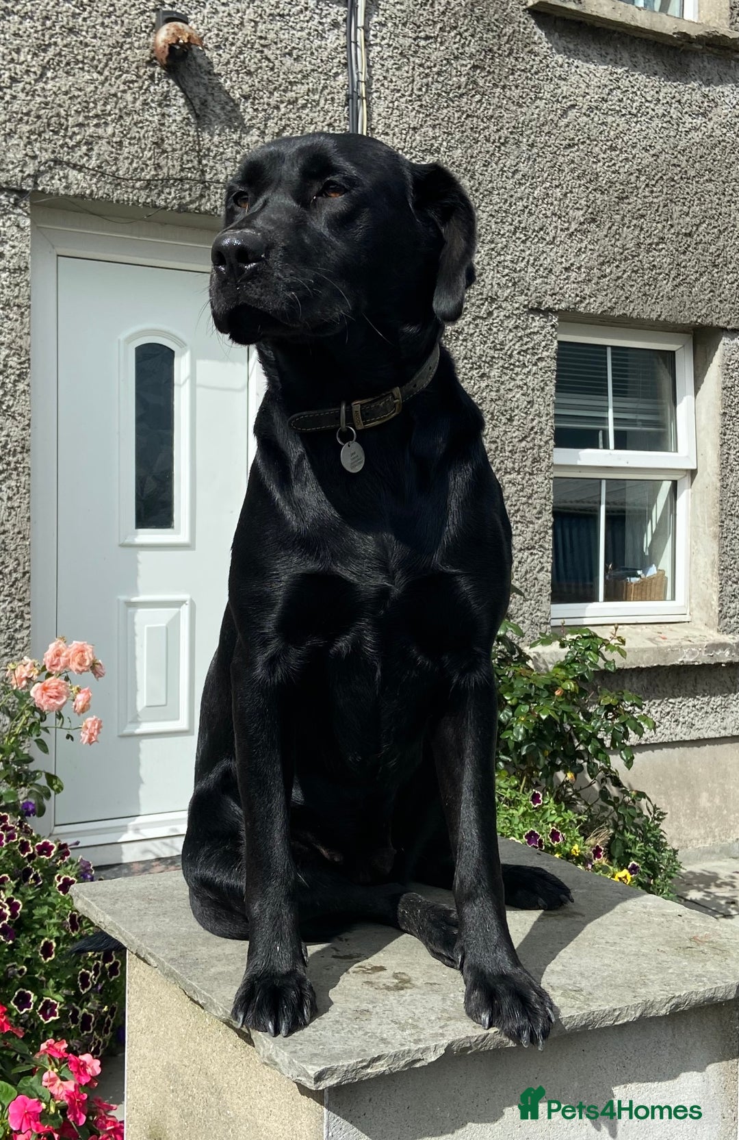 Labrador Retriever dogs for sale: Gorgeous Black Labrador Puppies - Advert 4