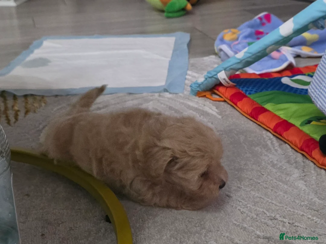 Maltipoo dogs for sale: Maltipoo F1 Toy - Advert 9