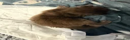 Maine Coon cats for sale: BespokeCoons Maine Coon Kittens – Deposits Open! ❤ - Advert 5