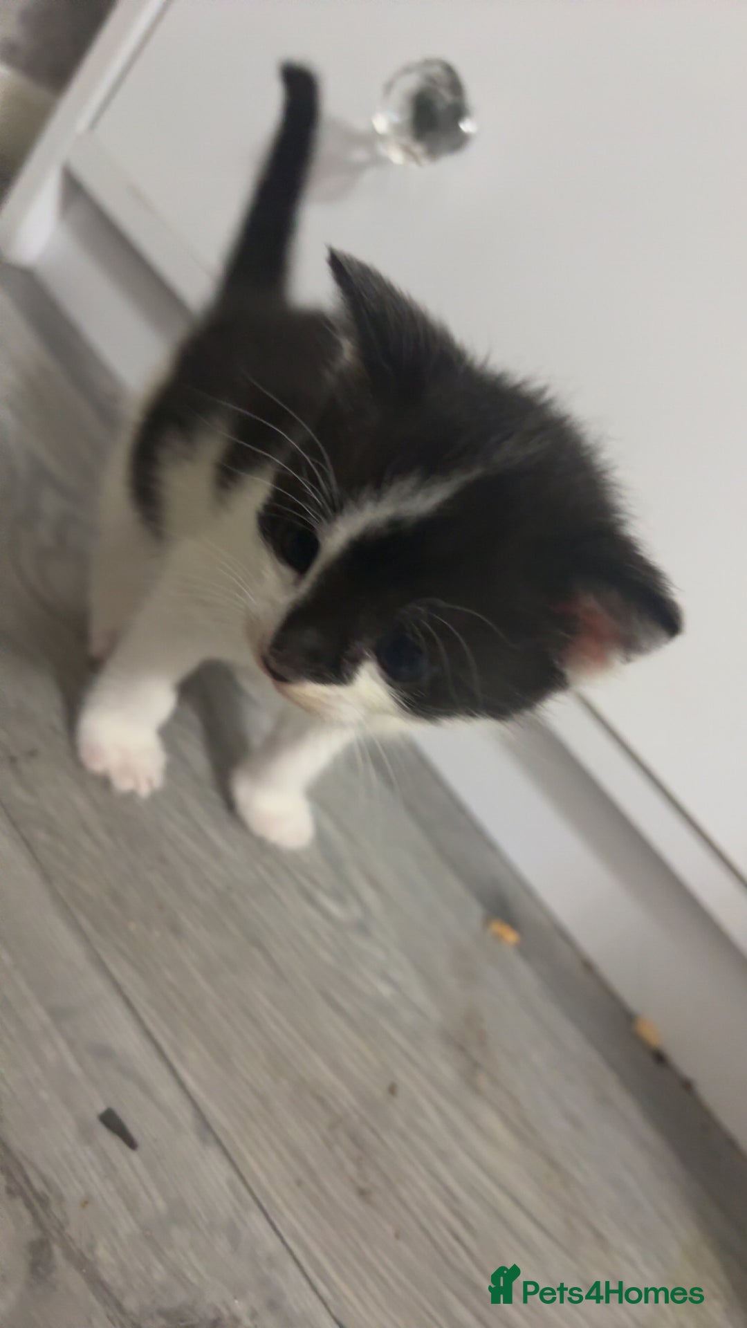British Shorthair cats for sale: 6 beautiful black and white kittens - Image 10