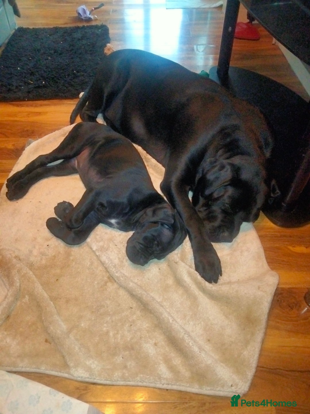 Cane Corso dogs for sale: Cane Corso XL Boy 22/12/2025 - Advert 23
