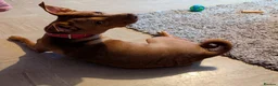 Mixed Breed dogs for sale: Skye  - Advert 7