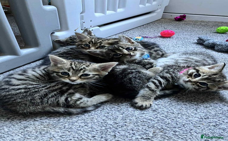 Bengal cats - Advert 1