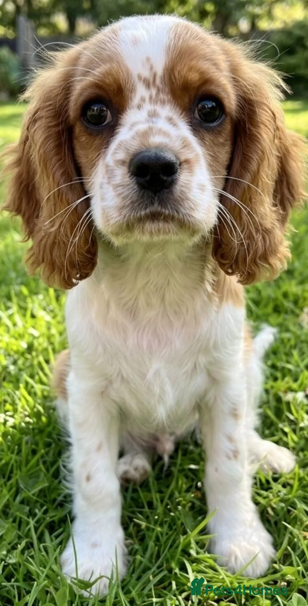 Mixed Breed dogs for sale: Three Roan Puppies Available  - Advert 2