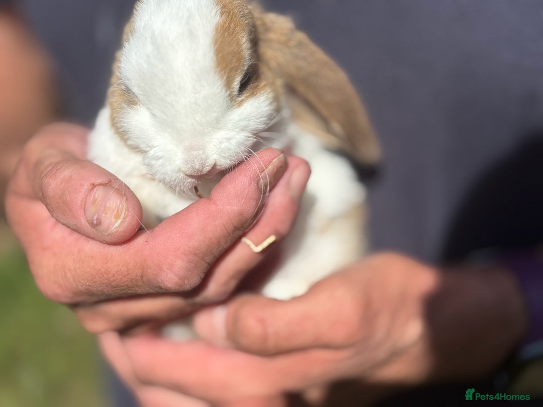 Mini Lop rabbits for sale: Gorgeous Pure Mini Plush Lops - Image 10