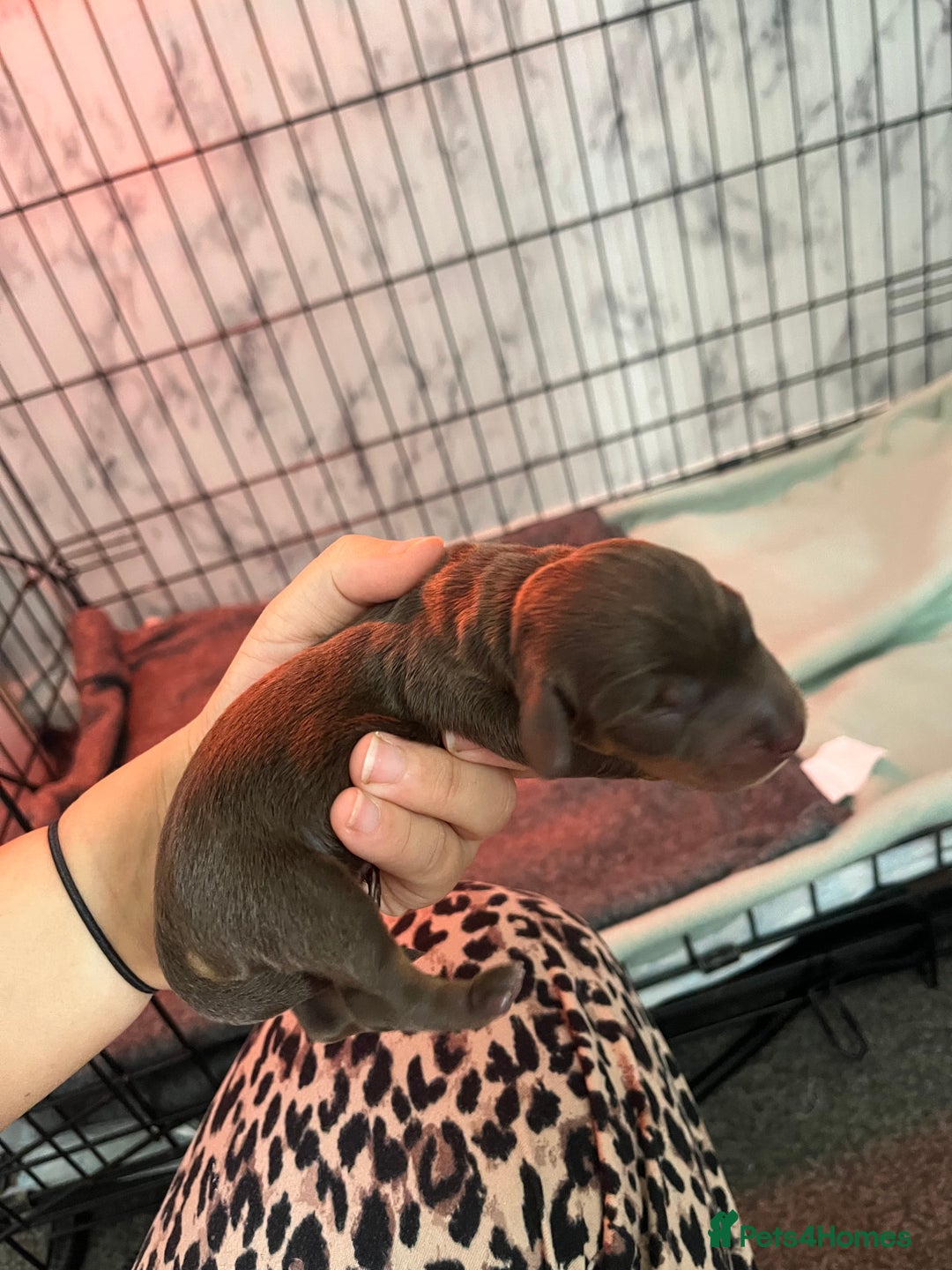Dachshund dogs for sale: Dachshunds puppies for sale - Image 4