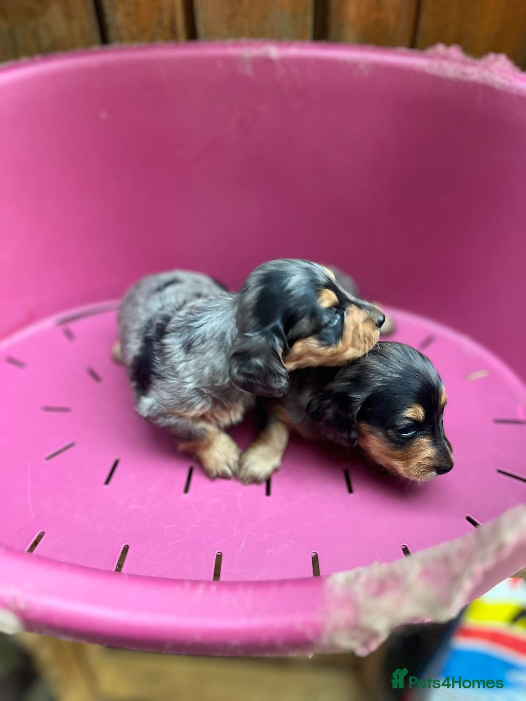 Miniature Dachshund dogs for sale: Beautiful miniature dashund  - Image 1