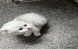 British Longhair cats for sale: Adorable Fluffy White Long-Haired Boy  - Image 7