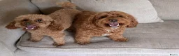 Cockapoo dogs for sale: FB1 Red Cockapoo Puppies Due This Week! 🐶  in Stevenage - Advert 2