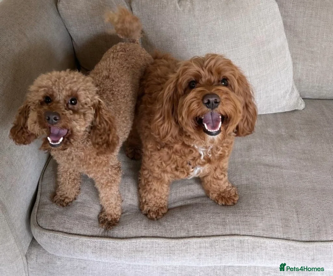 Cockapoo dogs for sale: FB1 Red Cockapoo Puppies Due This Week! 🐶  in Stevenage - Advert 2