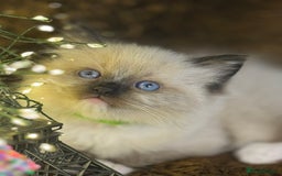 Ragdoll cats for sale: GCCF Pure Ragdoll Seal/Blue Point Lynx Mitted - Advert 36