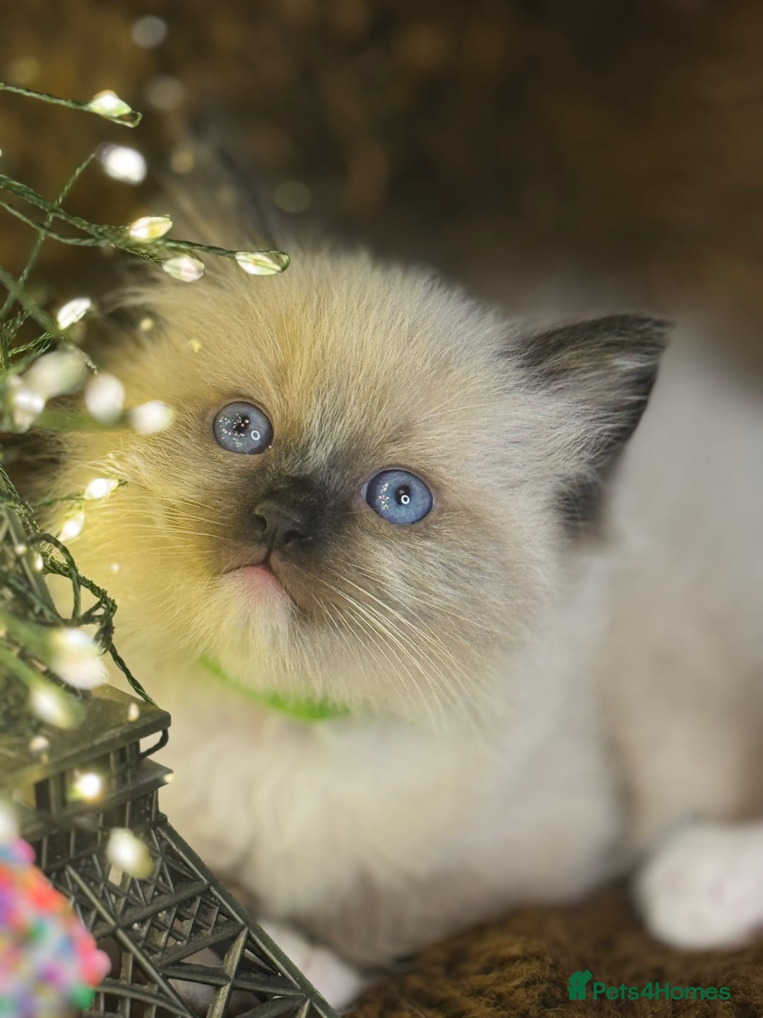 Ragdoll cats for sale: GCCF Pure Ragdoll Seal/Blue Point Lynx Mitted - Advert 36