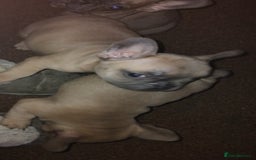French Bulldog dogs for sale: Frenchie puppies - Image 2