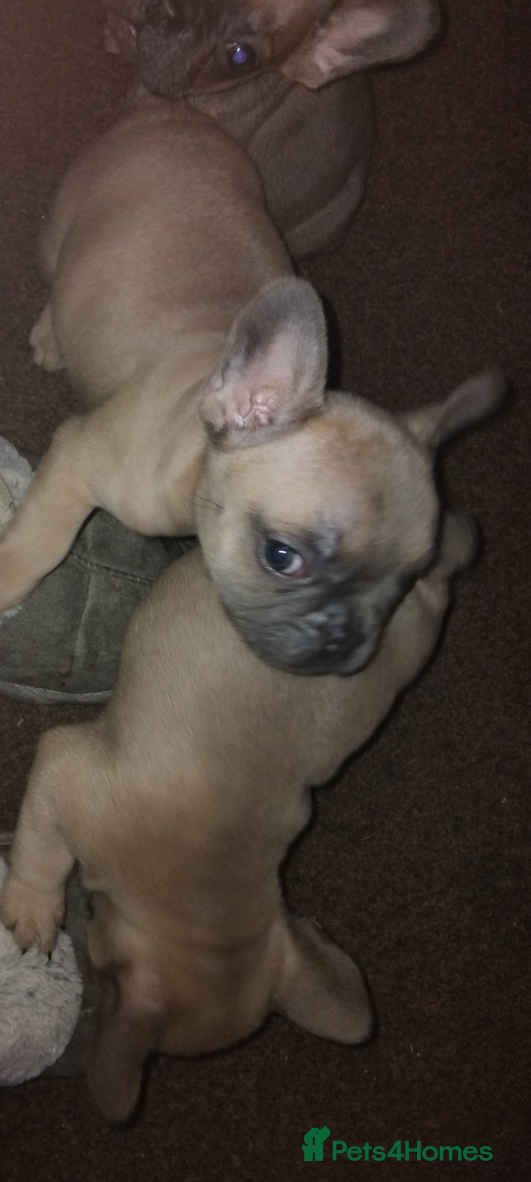 French Bulldog dogs for sale: Frenchie puppies - Image 2