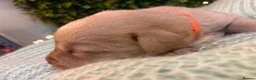 Labrador Retriever dogs for sale: Health-Tested Labrador Pups | 5-Star Breeder - Advert 35