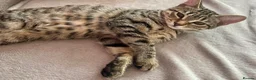 Bengal cats for sale: Luna is looking for a loving forever home  - Advert 5