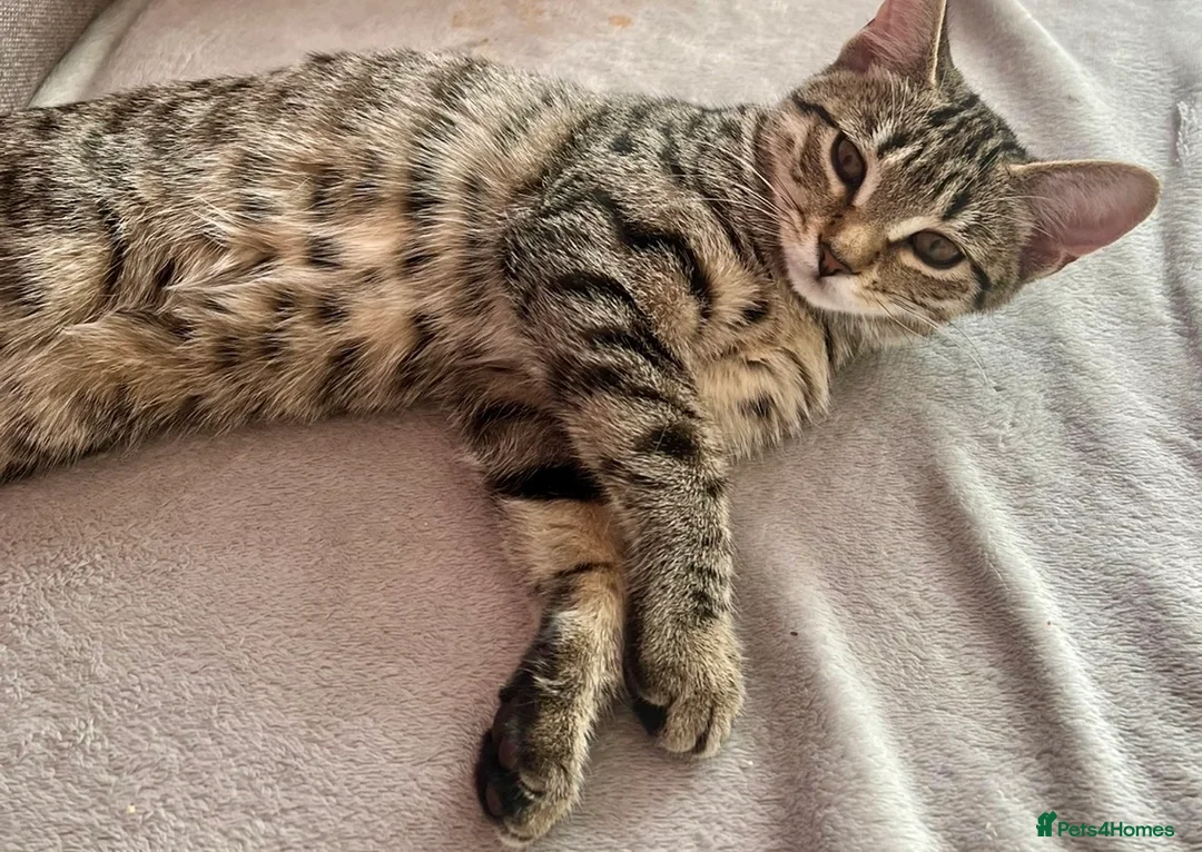 Bengal cats for sale: Luna is looking for a loving forever home  - Advert 5