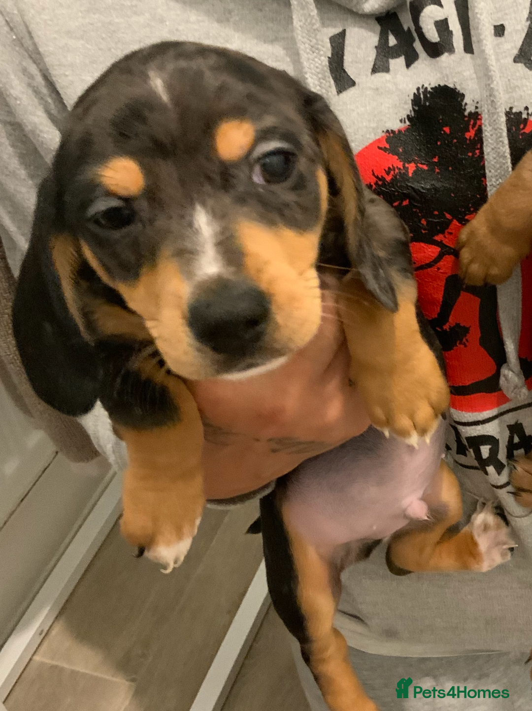 Chiweenie dogs for sale: Ready Now Chiweenies pups - Image 6