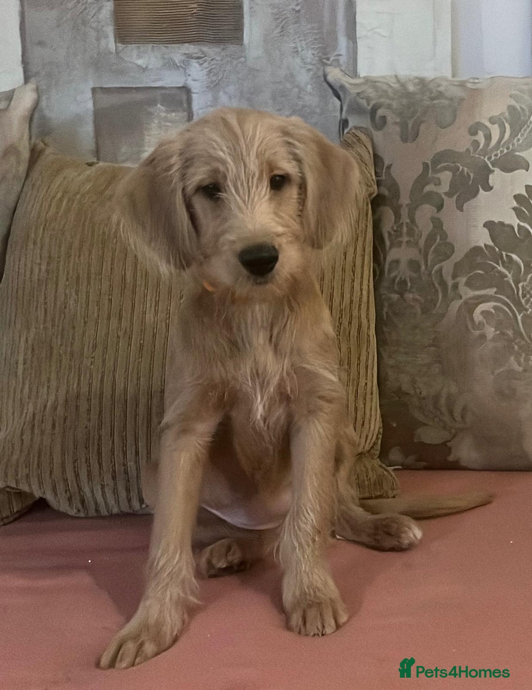 Labradoodle dogs for sale: Absolutely beautiful Labradoodles - Advert 27