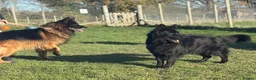 German Shepherd dogs for sale: BONDED MALE & FEMALE REHOMING  - Advert 4