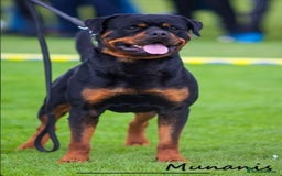 Rottweiler dogs for sale: Exclusive UK Rottweiler Puppy Champion Bloodlines - Image 5
