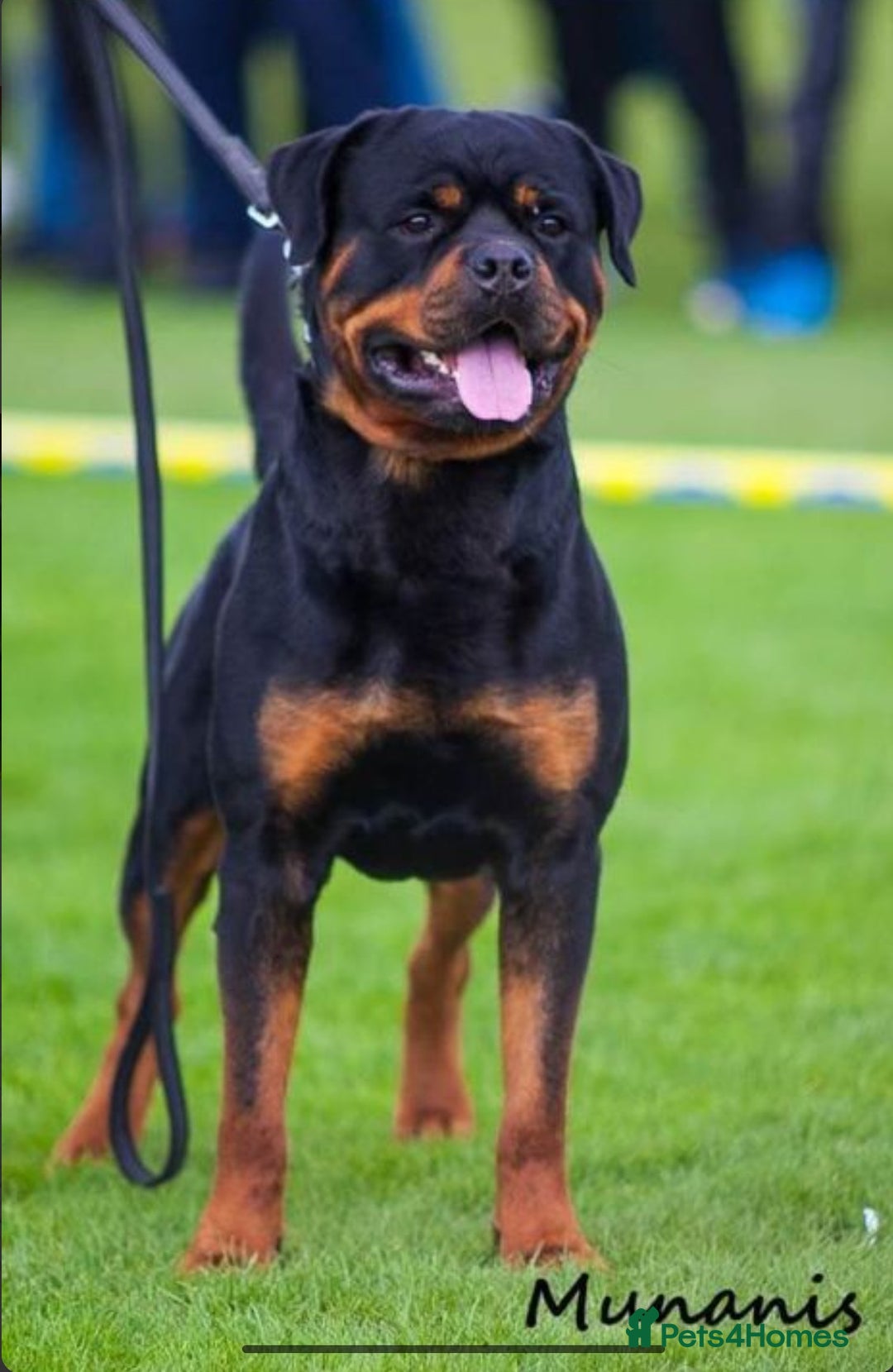 Rottweiler dogs for sale: Exclusive UK Rottweiler Puppy Champion Bloodlines - Image 5