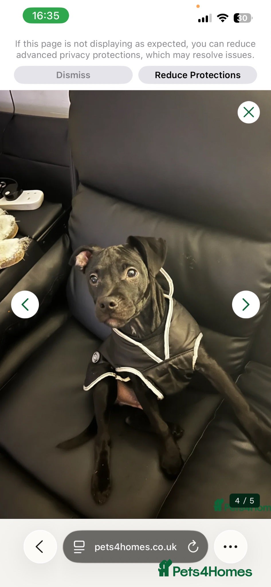 Mixed Breed dogs Staffy cross - Advert 14