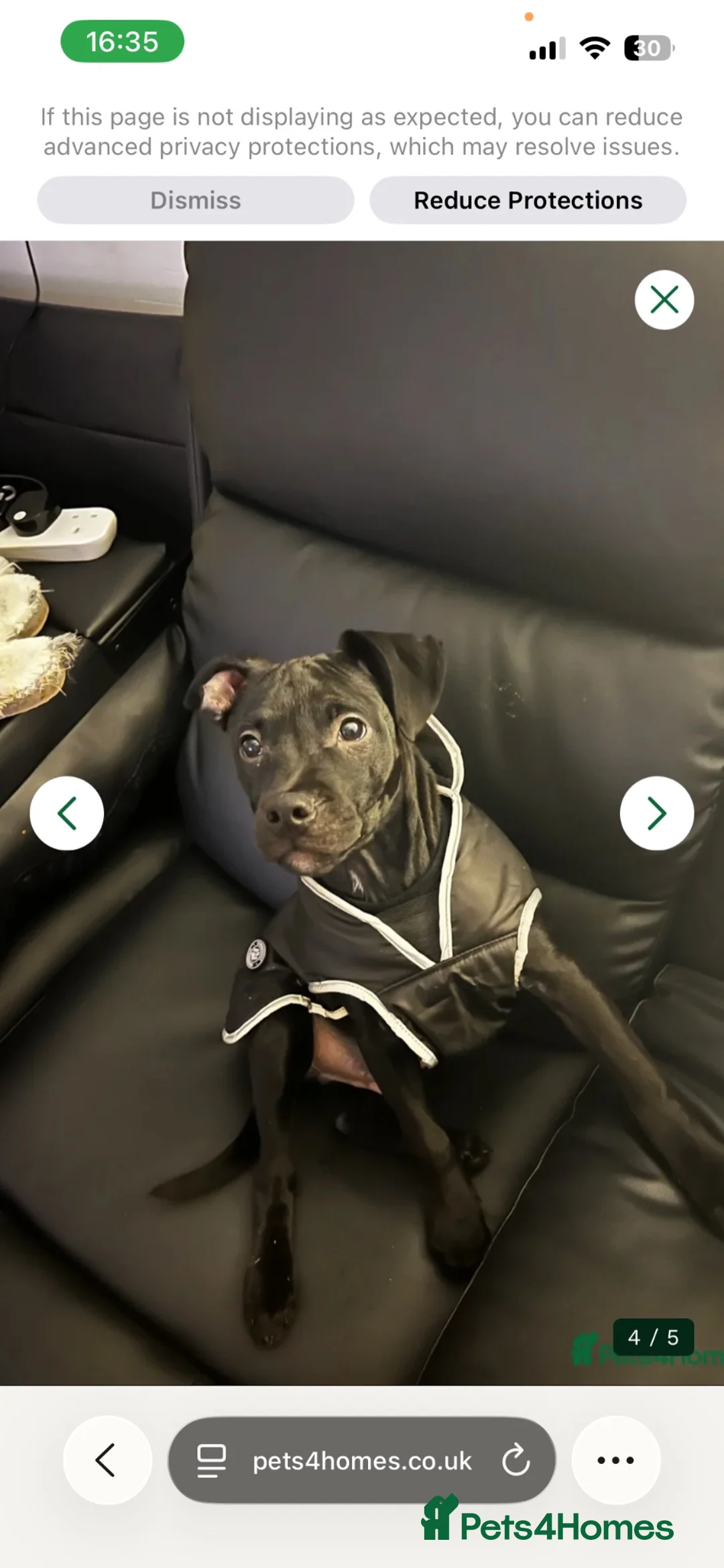 Mixed Breed dogs for sale: Staffy cross in Ilkeston - Advert 1