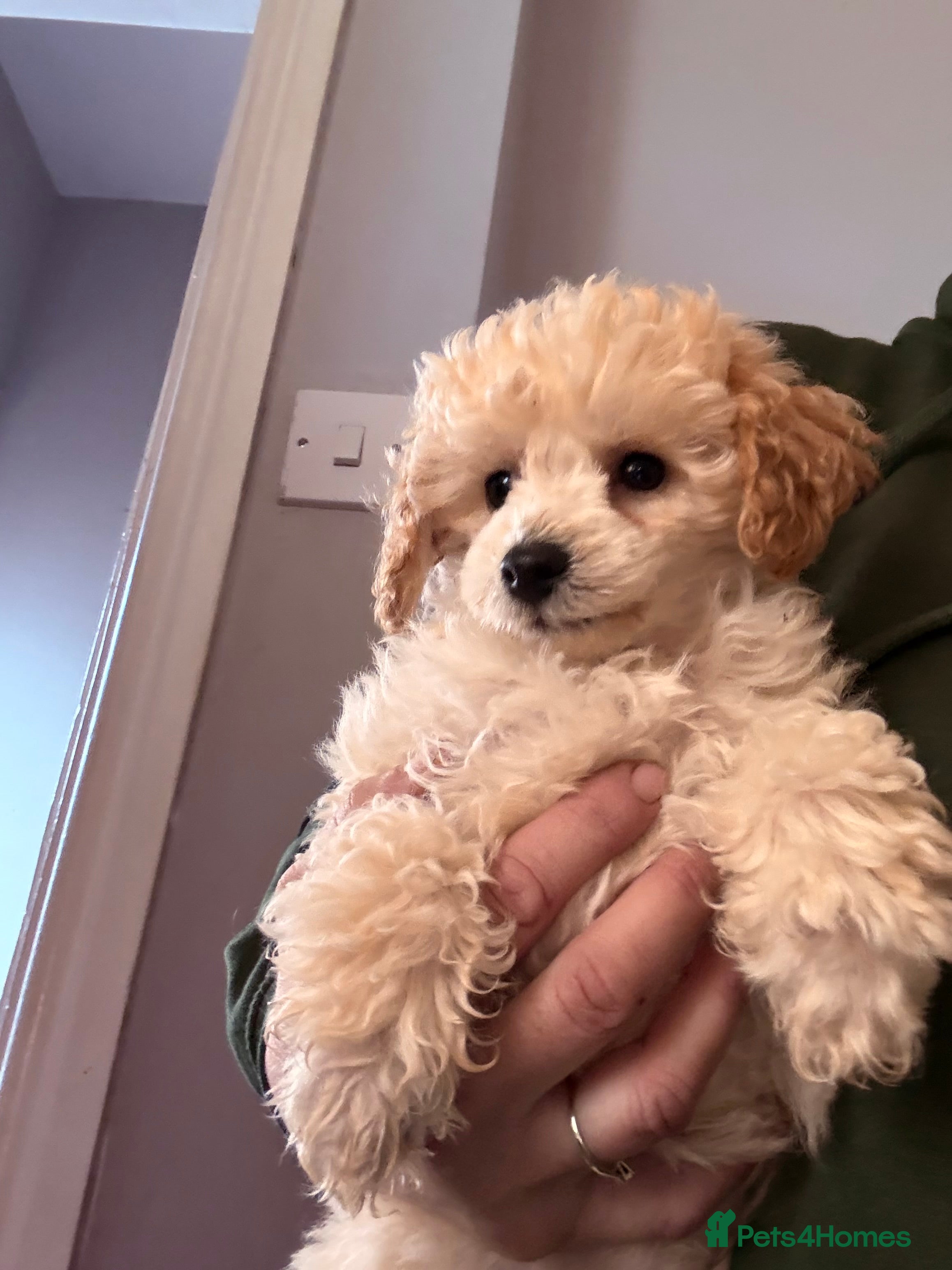 Toy Poodle dogs Stunning tiny toy poodle  - Advert 10