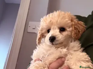 Toy Poodle dogs Stunning tiny toy poodle - Advert 10
