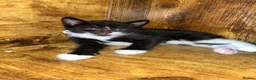 Mixed Breed cats for sale: Kittens  in Birmingham - Advert 6