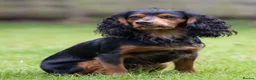 Cocker Spaniel dogs for stud: FTAW KC reg, health tested working Cocker at stud  in Ipswich - Advert 2
