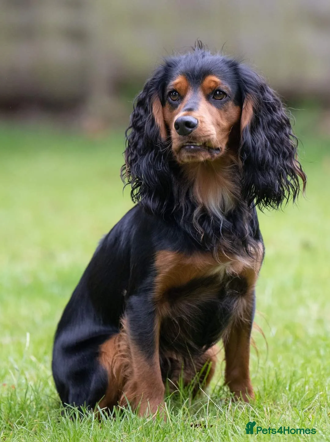 Cocker Spaniel dogs for stud: FTAW KC reg, health tested working Cocker at stud  in Ipswich - Advert 2