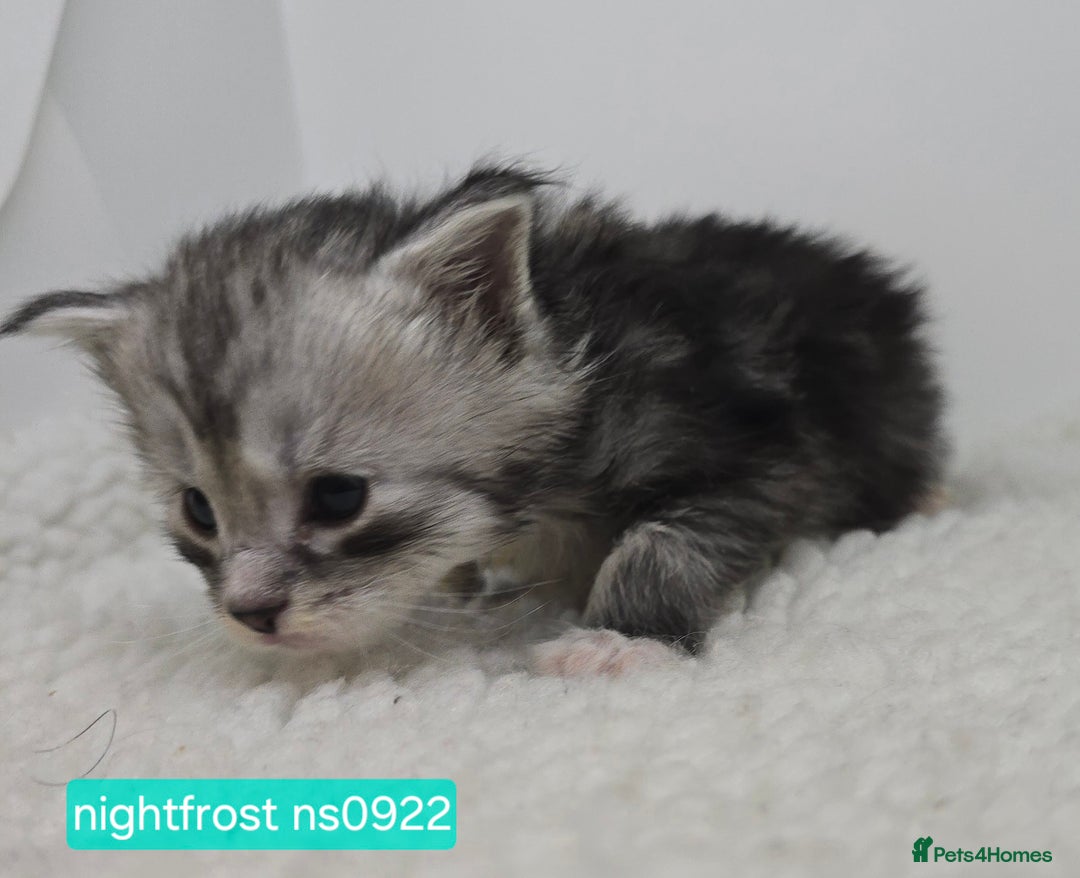 Maine Coon cats for sale: Maine Coon Kittens Silver Imported Shaded Lines - Image 11