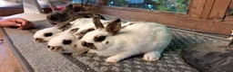 Mixed Breed rabbits for sale: Miniture papillon's & Standard Rex's - Advert 1
