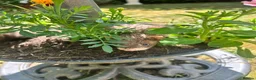 Ferret rodents for sale: Baby Ferret - Advert 7