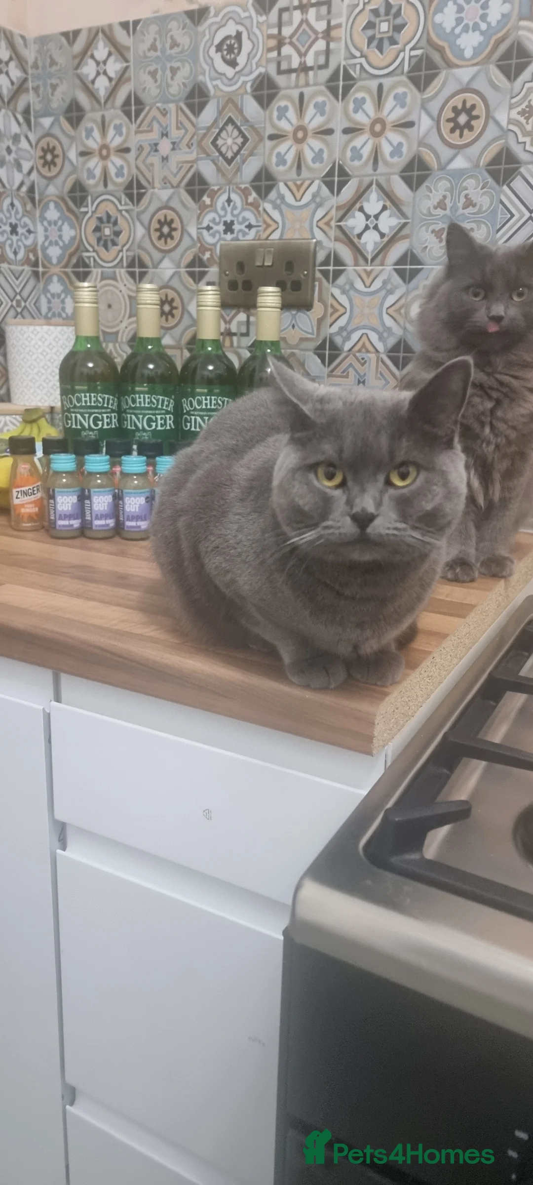 British Shorthair cats for sale: British short haired  - Advert 1