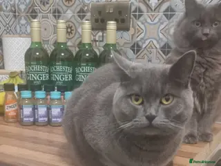 British Shorthair cats British short haired - Advert 1