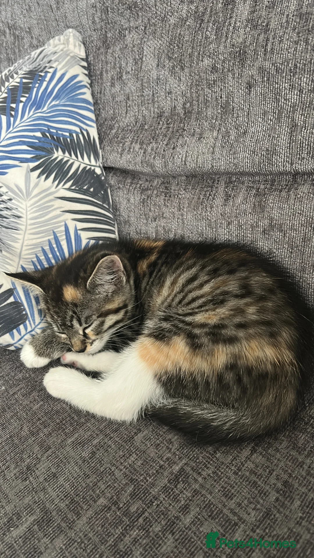 Mixed Breed cats for sale: Mixed breed  - Advert 3