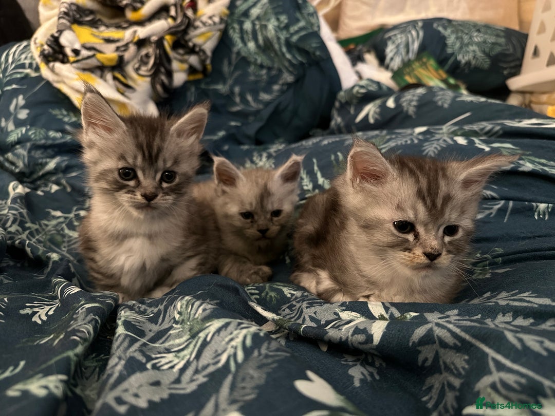 Maine Coon cats for sale: Purebred Maine Coon Stunning Kittens - Advert 6