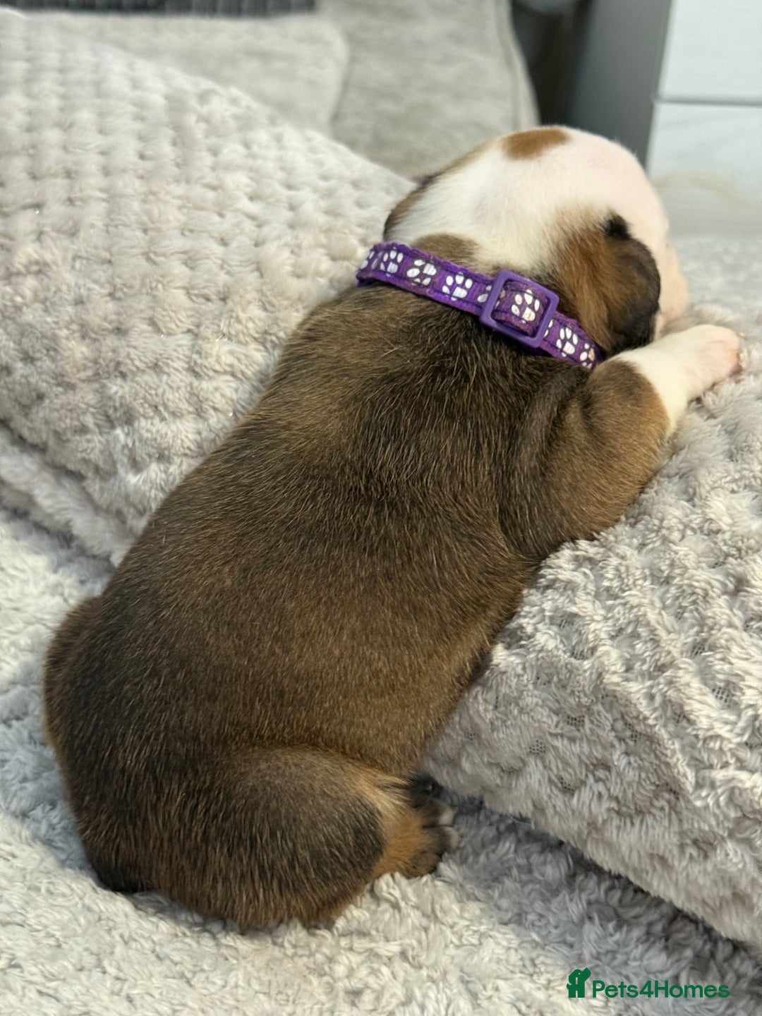 English Bulldog dogs for sale: English Bulldog puppies for sale KC registered  - Image 8