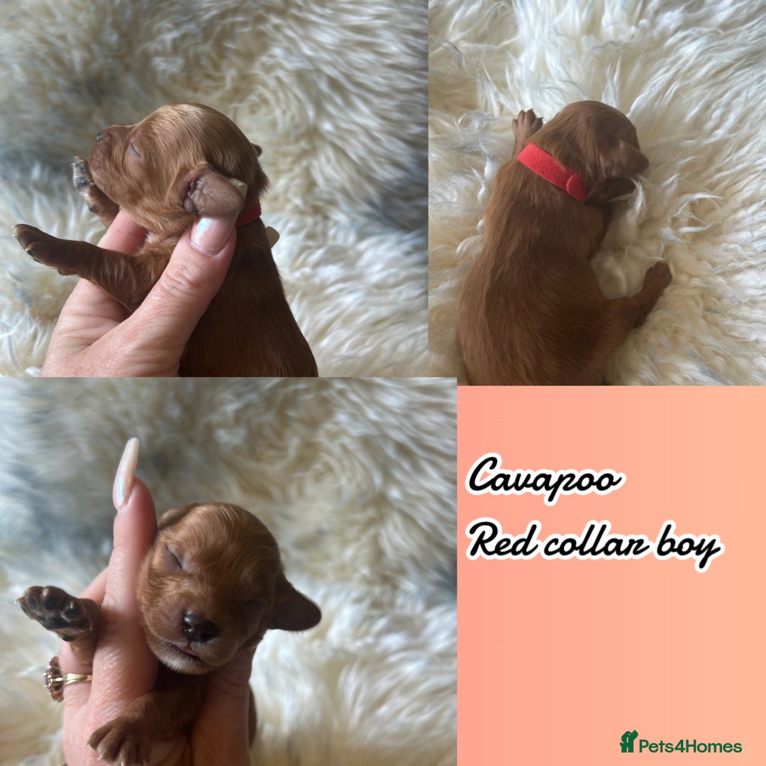 Cavapoo dogs for sale: Beautiful fully DNA tested Cavapoo's  - Image 26
